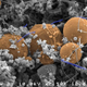 Candidatus Desulforudis audaxviator (the blue rod-shaped cells straddling orange carbon spheres) is a species of bacteria that survives on hydrogen. Scientists found it 2.8 kilometers below the surface.